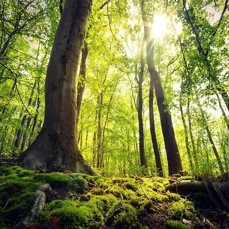 Garden-view In Centre Апартаменты